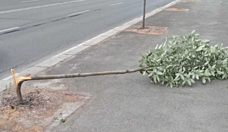 Vandalové poničili mladé a čerstvě zasazené stromy v centru Hradce Králové