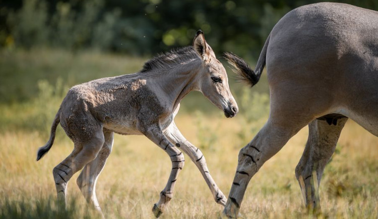 V zoo Dvůr Králové se narodilo mládě vyhynutím ohroženého osla somálského