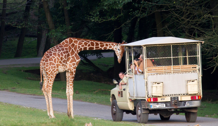 Safari Park Dvůr Králové bude poslední týden v červenci žít Afrikou