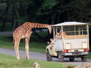 Safari Park Dvůr Králové bude poslední týden v červenci žít Afrikou