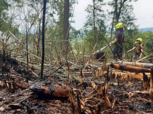 Na Jičínsku hořela paseka a stromy. Na místě bylo několik jednotek hasičů