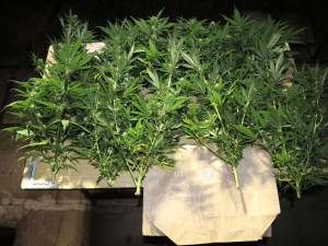 Vypěstovali padesát kilo marihuany, než si pro ně přišla zásahovka