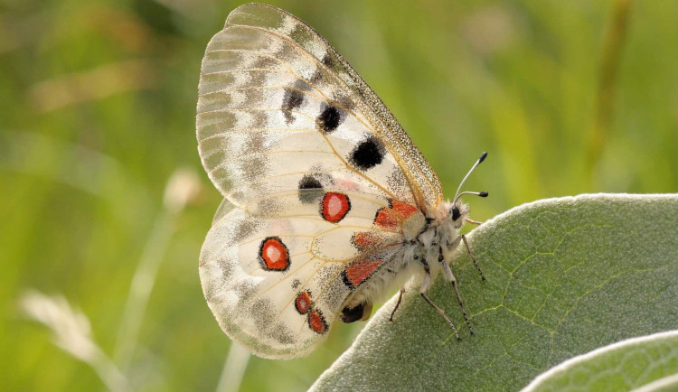 Návrat ohroženého motýla se komplikuje, jeho vypuštění do Krkonoš má skluz