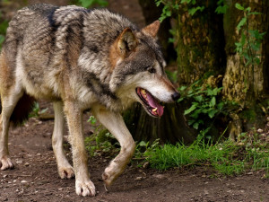 Hradecký kraj vydal výjimku na lov problémových vlků. Nejde o okamžitý odstřel