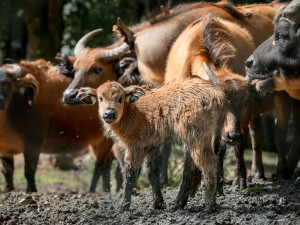 V Safari Parku Dvůr Králové se narodilo mládě ohroženého buvola pralesního