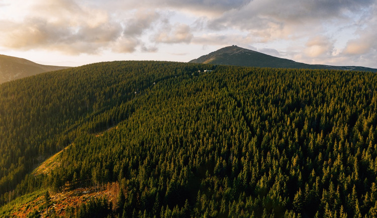 Hranice lesa v Krkonoších oteplováním stoupá půl výškového metru za rok