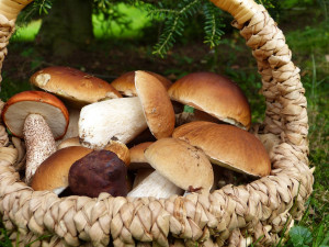Kde v Královéhradeckém kraji rostou houby? Napovědět může houbová mapa