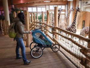 Safari Park Dvůr Králové měl o prázdninách návštěvu jako loni