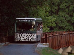 Safari Park Dvůr Králové měl o prázdninách návštěvu jako loni