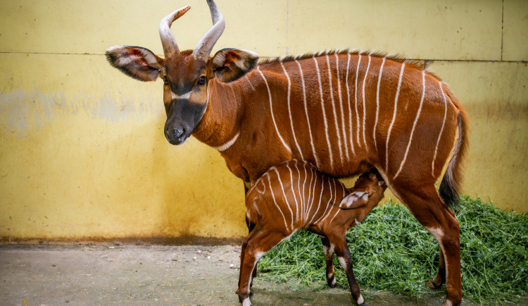 VIDEO: V zoo Dvůr Králové se narodilo druhé letošní mládě kriticky ohrožené antilopy