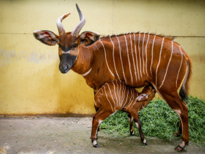 VIDEO: V zoo Dvůr Králové se narodilo druhé letošní mládě kriticky ohrožené antilopy