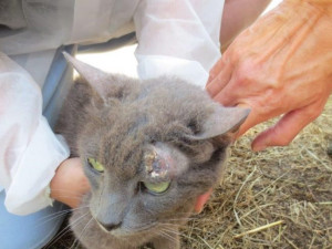 Veterináři našli v chovu v Borovničce na Trutnovsku přes 200 týraných zvířat