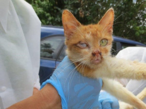 Veterináři našli v chovu v Borovničce na Trutnovsku přes 200 týraných zvířat