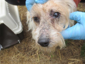 Veterináři našli v chovu v Borovničce na Trutnovsku přes 200 týraných zvířat