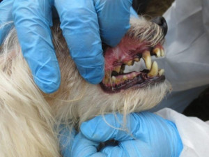 Veterináři našli v chovu v Borovničce na Trutnovsku přes 200 týraných zvířat