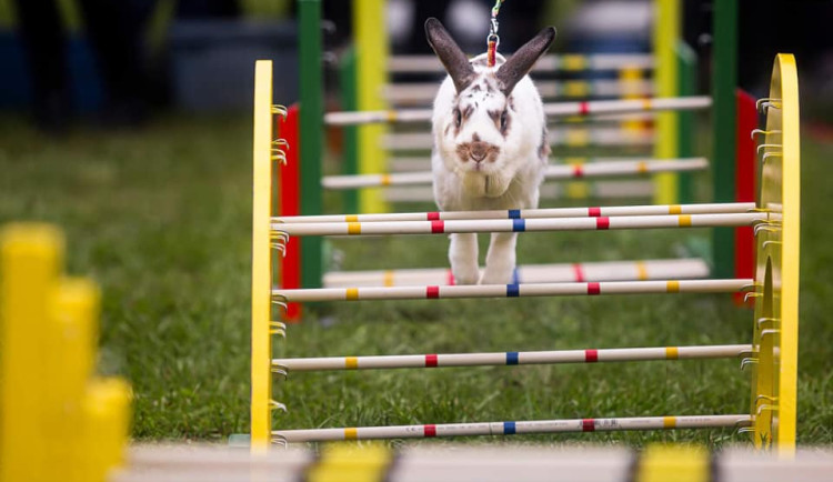 Dožínky přivezou do Hradce koncerty, koňskou show i králičí hop