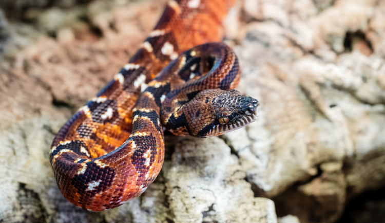 V zoo Dvůr Králové se poprvé vylíhla mláďata hroznýše psohlavého