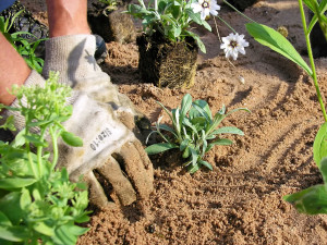 V Hradci Králové vznikl první ekologicky šetrný záhon. Lidé ho najdou v Malšovicích