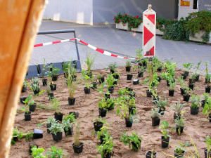 V Hradci Králové vznikl první ekologicky šetrný záhon. Lidé ho najdou v Malšovicích