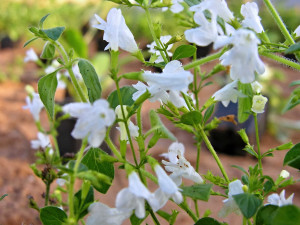 V Hradci Králové vznikl první ekologicky šetrný záhon. Lidé ho najdou v Malšovicích