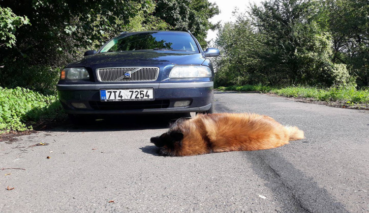 Pes vběhl přímo pod kola projíždějícího vozu. Problém se zákonem bude mít jeho majitel