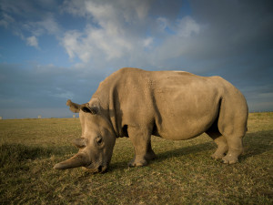 Se záchranou nosorožce bílého severního mají pomoci genetici z americké Colossal