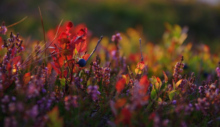 Nejvíc narváno z Krkonoš je pořád na Sněžce, i babí léto má na horách co nabídnout