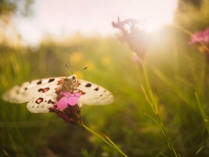 Ochranáři z hradeckého kraje spustili mezinárodní akci na záchranu motýla