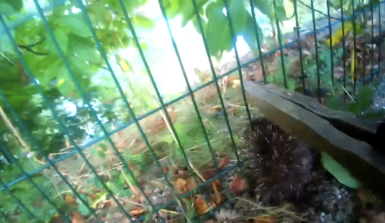 Buclatého ježka v Brně uvěznil plot. Zoufalé zvířátko uniklo smrti díky strážníkům