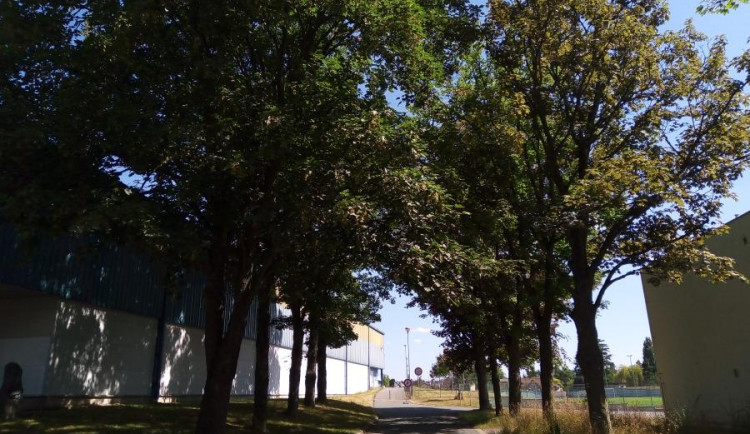 I letos se bude vybírat Alej roku 2023. Královéhradecký kraj má jediného zástupce