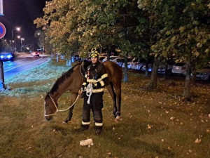 Čtyři jednotky hasičů spolu s policisty naháněly u Hradce splašeného koně