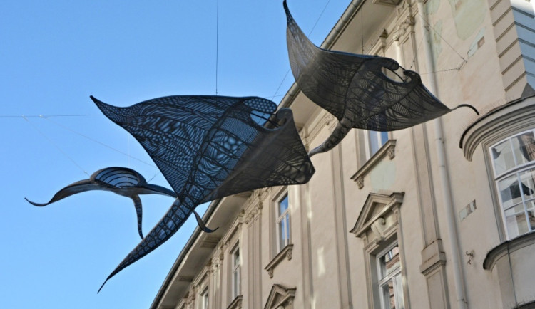 Olomouckou Opletalovou ulicí plují manty. Od místních sklízí pozitivní ohlasy