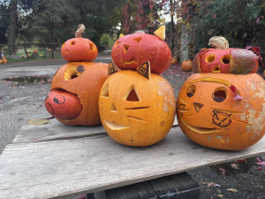 OBRAZEM: Tisíce dýní v Safari Parku ve Dvoře Králové. Týden duchů končí