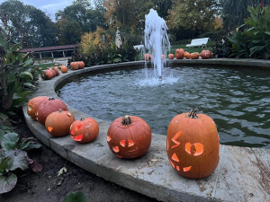 OBRAZEM: Tisíce dýní v Safari Parku ve Dvoře Králové. Týden duchů končí