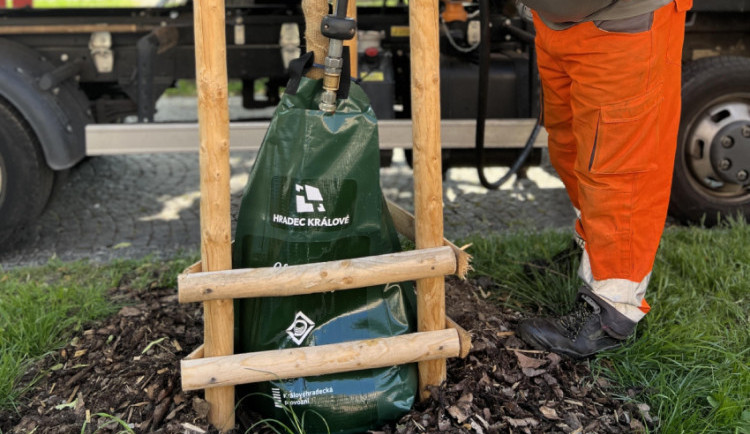 Hradec Králové rozšíří systém zavlažování pomocí vaků. Ve městě jich bude necelých 400