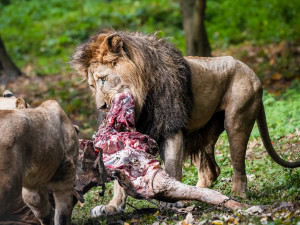Ošetřovatelé Safari Parku nabídli maso své antilopy smečce lvů. Nejde o nic mimořádného, tvrdí zahrada