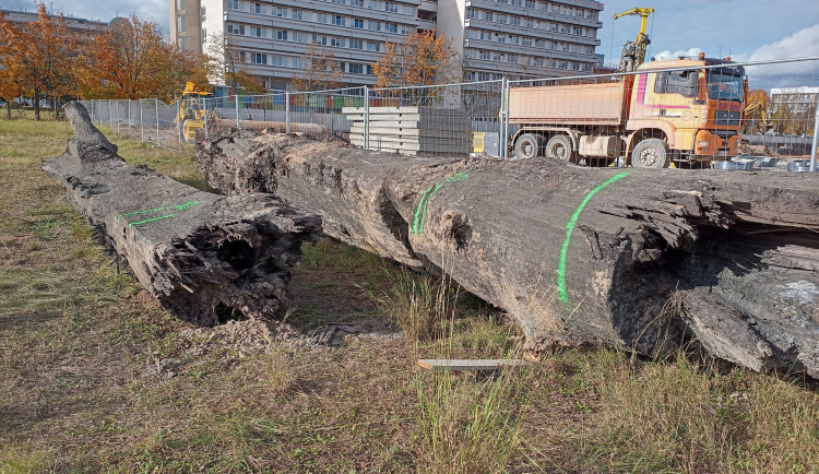 Hradečtí archeologové zkoumají dva kmeny, může jít o polotovary tzv. monoxylů.