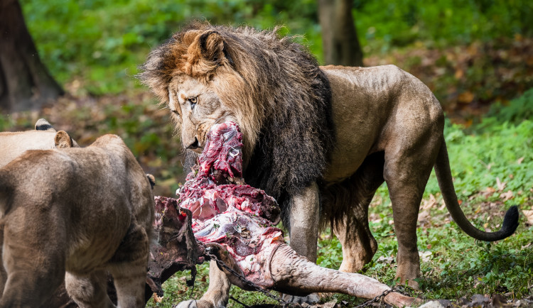 Ošetřovatelé Safari Parku nabídli maso své antilopy smečce lvů. Nejde o nic mimořádného, tvrdí zahrada