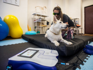 Nemůžeme psy chovat v bublinkové fólii, říká fyzioterapeutka