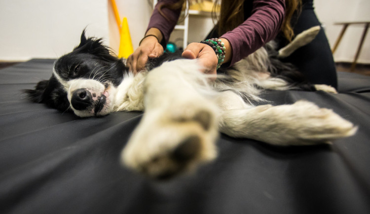 Nemůžeme psy chovat v bublinkové fólii, říká fyzioterapeutka