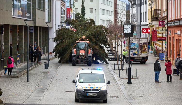 Některá města v hradeckém kraji už mají své vánoční stromy. Do Hradce Králové dorazí za týden