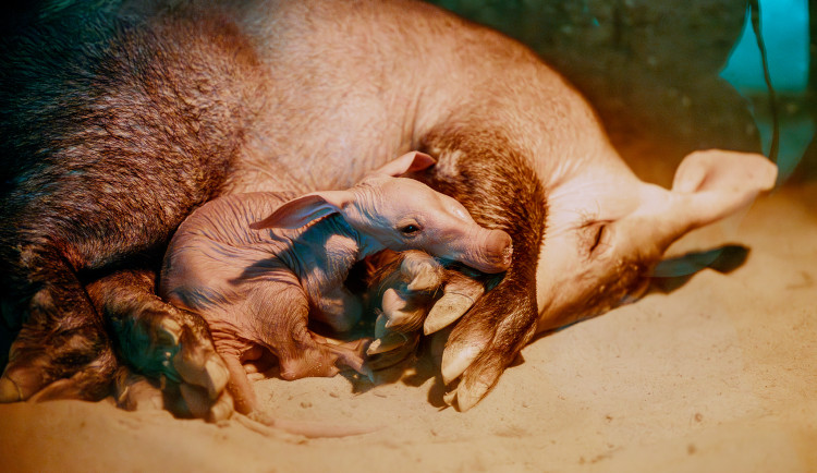 Safari Park Dvůr Králové má po dvou letech mládě hrabáče kapského