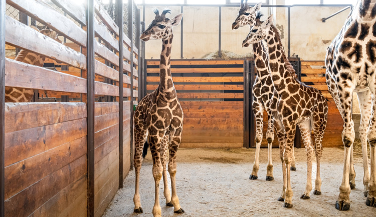 V zoo Dvůr Králové za rok odchovali šest žiraf Rothschildových. Nejvíc na světě