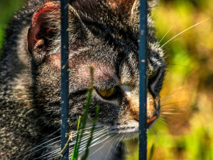 Radnice v Jičíně poskytne mimořádnou dotaci na péči o toulavé kočky. Dostane ji obyvatelka Valdic