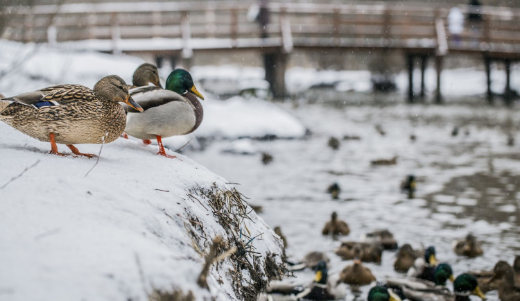 Lidé nejen v Hradci Králové krmí v zimě ptáky pečivem, popcornem nebo cukrovím. To však není vůbec vhodné