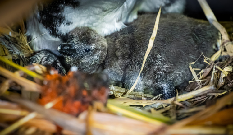 Prvním letošním mládětem Safari Parku Dvůr Králové je ohrožený tučňák brýlový