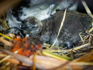 Prvním letošním mládětem Safari Parku Dvůr Králové je ohrožený tučňák brýlový