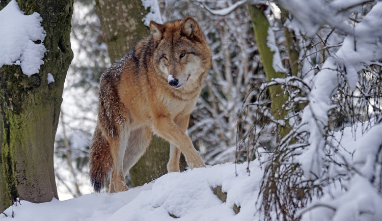 Na Broumovsku přibývá důkazů o trvalém výskytu vlků. Tamní populace je stabilní