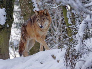 Na Broumovsku přibývá důkazů o trvalém výskytu vlků. Tamní populace je stabilní