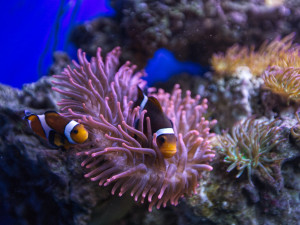 Wellness Hotel Frymburk láká na bazény, sauny, Svět pod hladinou i pobytové balíčky